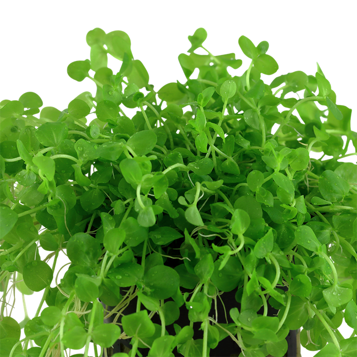 Micranthemum umbrosum – Ansicht 2