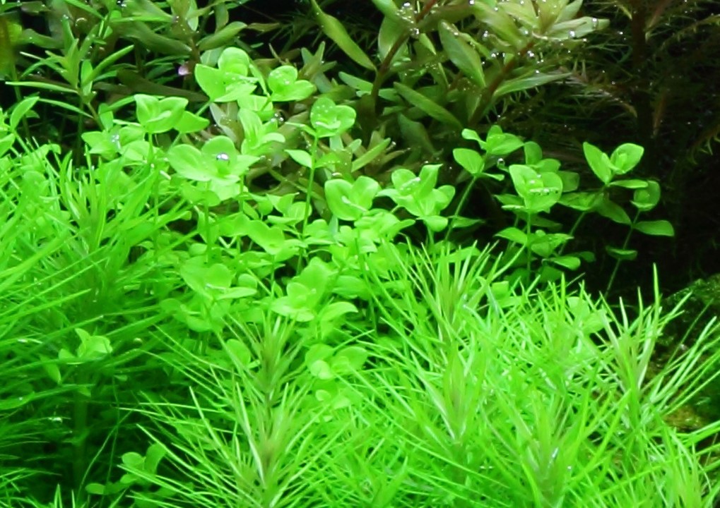 Micranthemum umbrosum – Ansicht 4