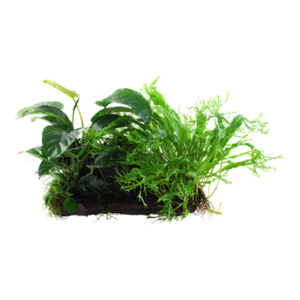 Microsorum - Anubias 'Duet' auf Wurzel XL