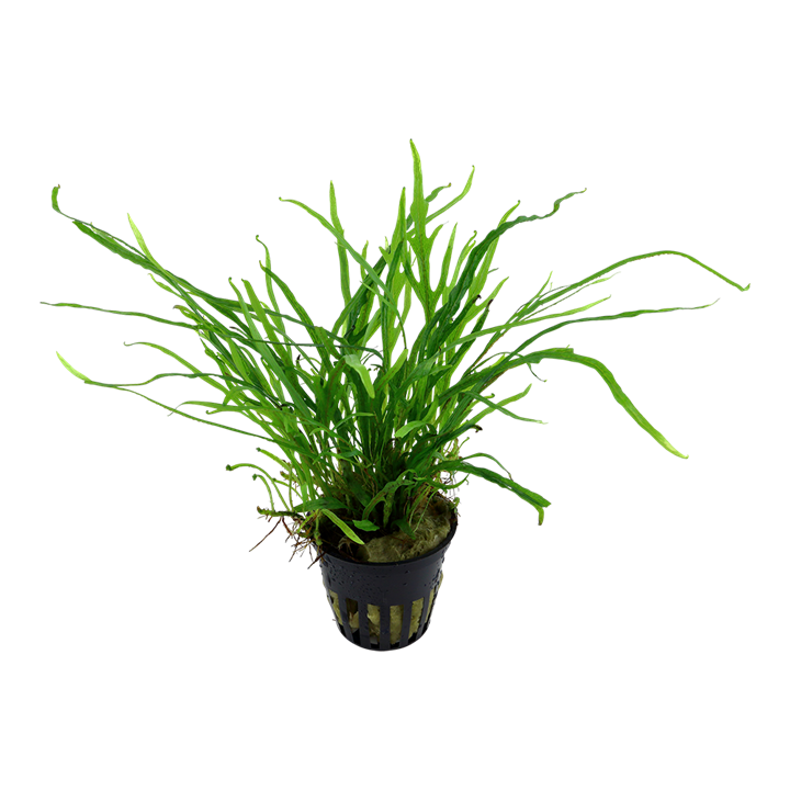 Microsorum pteropus 'Trident' – Ansicht 2