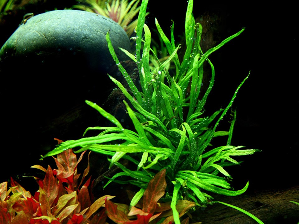 Microsorum pteropus 'Trident' – Ansicht 3
