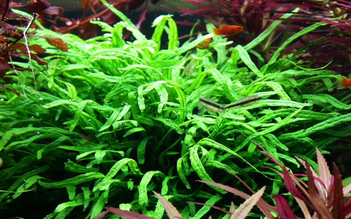 Microsorum pteropus 'Trident' – Ansicht 4