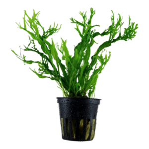Microsorum pteropus 'Windelov'