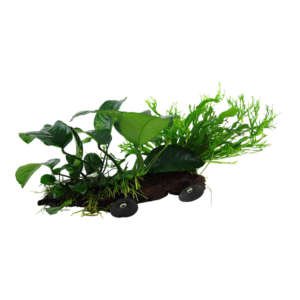 Microsorum sp. auf Wurzel mit Saugnapf XL