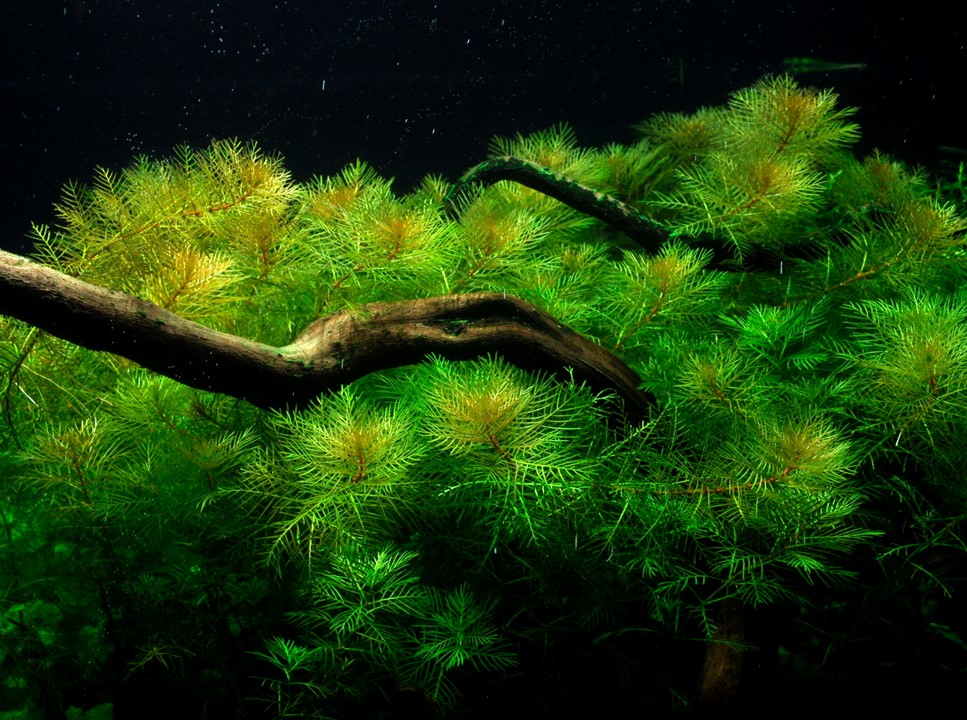 Myriophyllum mattogrossense – Ansicht 2
