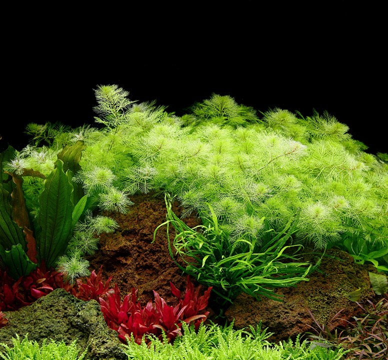 Myriophyllum mattogrossense – Ansicht 3