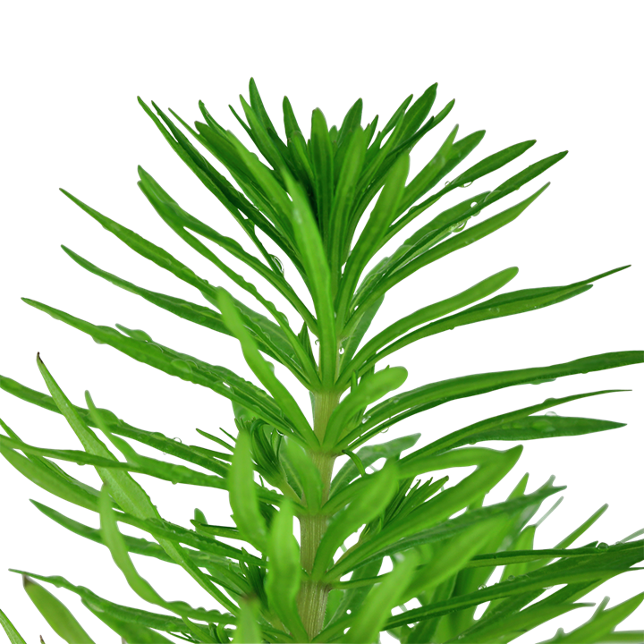 Pogostemon deccanensis – Ansicht 2