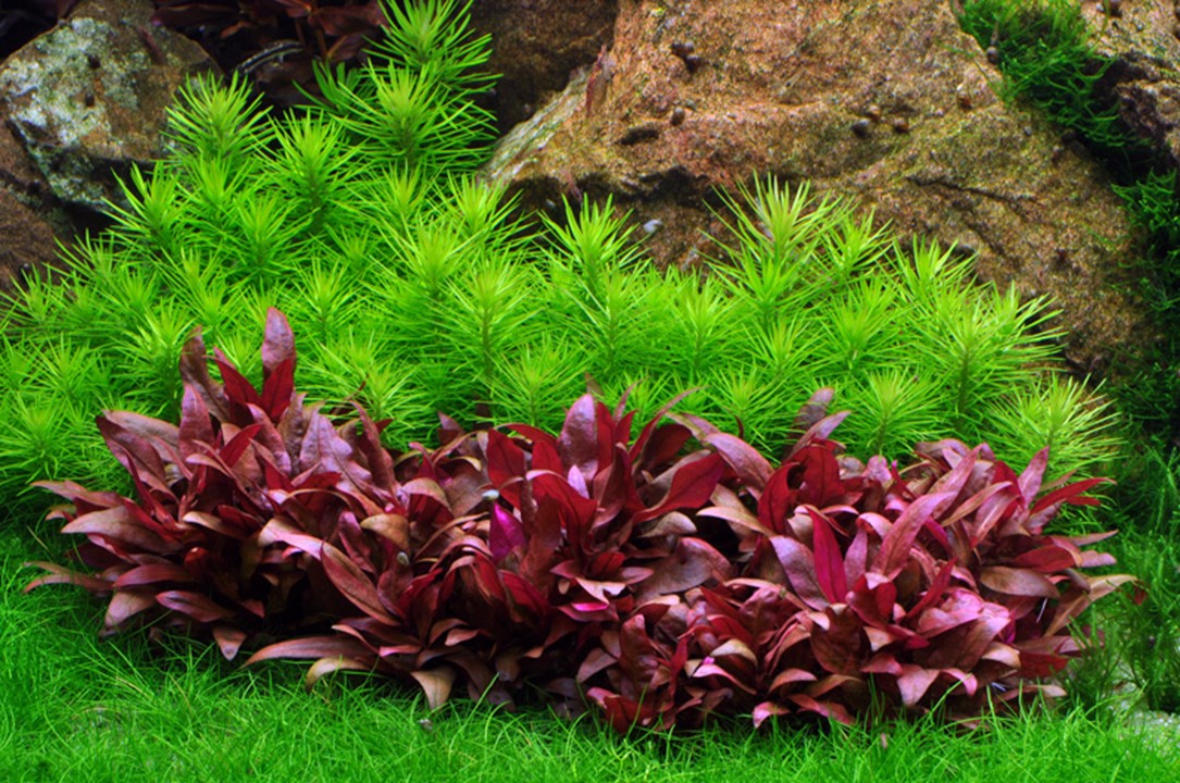Pogostemon deccanensis – Ansicht 4