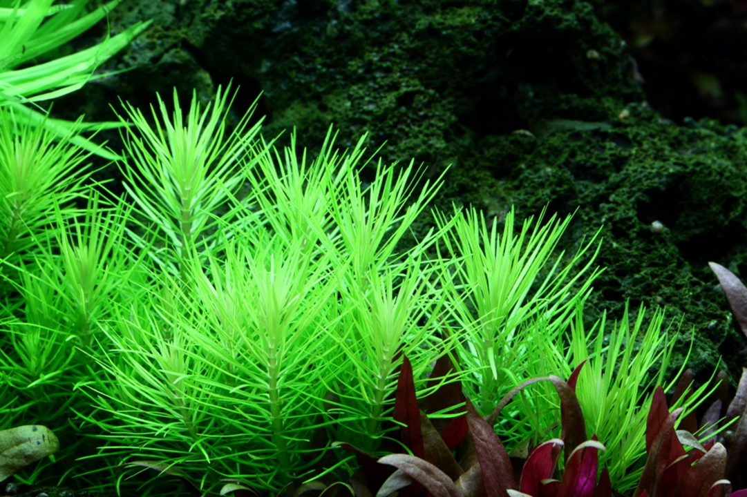 Pogostemon deccanensis – Ansicht 3