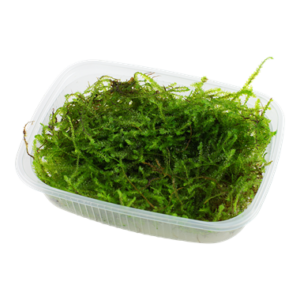 Taxiphyllum barbieri 'Bogor Moss'