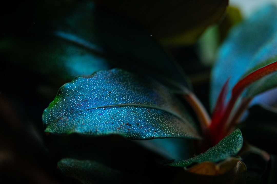 Bucephalandra sordidula 'Blue' – Ansicht 2