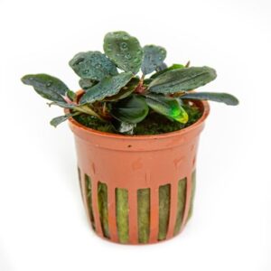 Bucephalandra sordidula 'Blue' - robuste Aquarienpflanze für Süßwasseraquarien