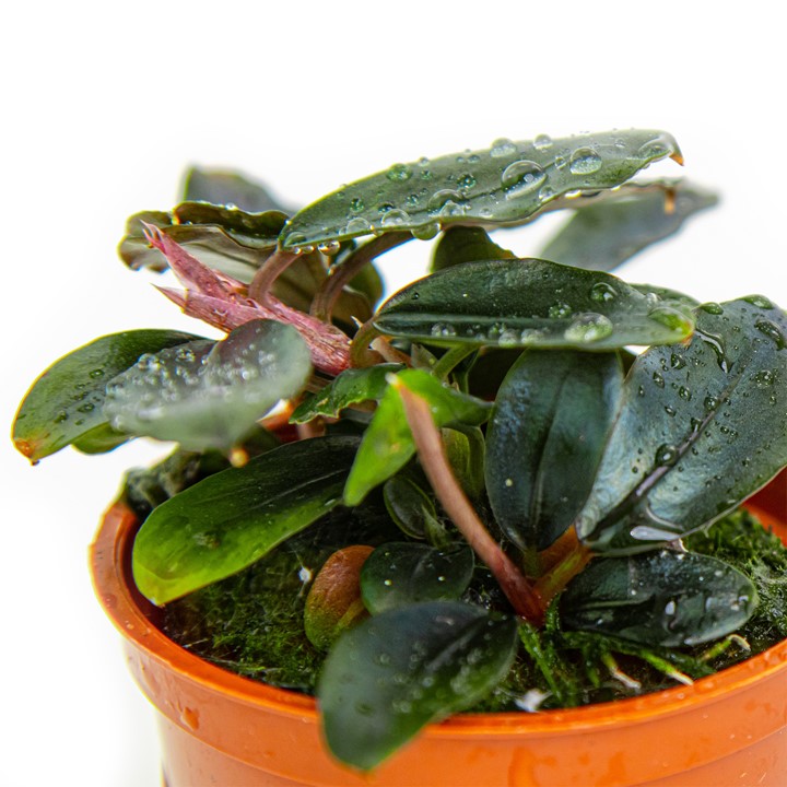 Bucephalandra sordidula 'Blue' – Ansicht 3