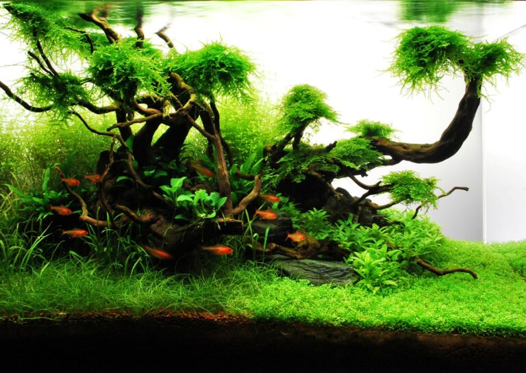 Aquascape mit Wurzel und Moos