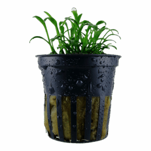 Cryptocoryne parva