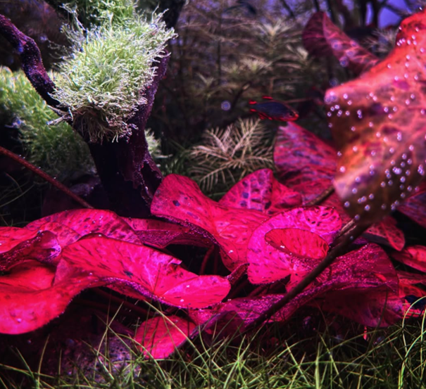 Rote und grüne Aquarienpflanzen im Aquascape