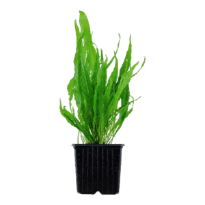 Microsorum pteropus XL-Topf - Mutter-Pflanze