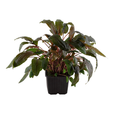 Cryptocoryne wendtii 'Tropica' - Mutter-Pflanze