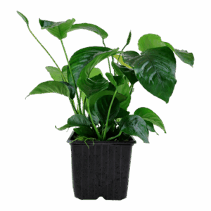 Anubias barteri var. caladiifolia XL-Topf - Mutter-Pflanze