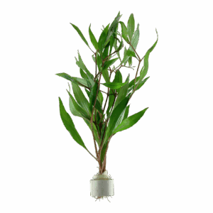 Hygrophila corymbosa - 5 Bund