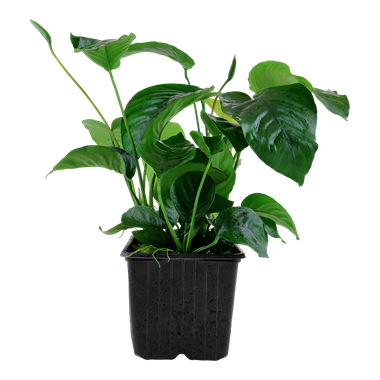 Anubias barteri var. caladiifolia XL-Topf - Mutter-Pflanze
