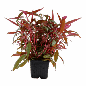 Alternanthera reineckii 'Pink' XL-Topf - Mutter-Pflanze