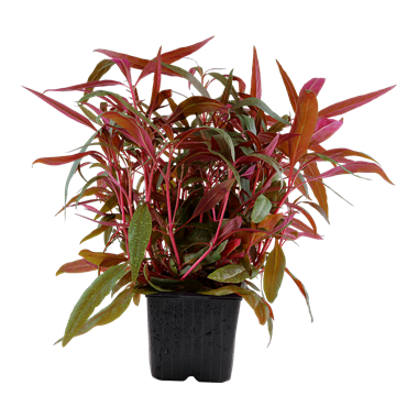 Alternanthera reineckii 'Pink' XL-Topf - Mutter-Pflanze