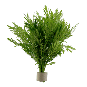 Hygrophila difformis - 5 Bund