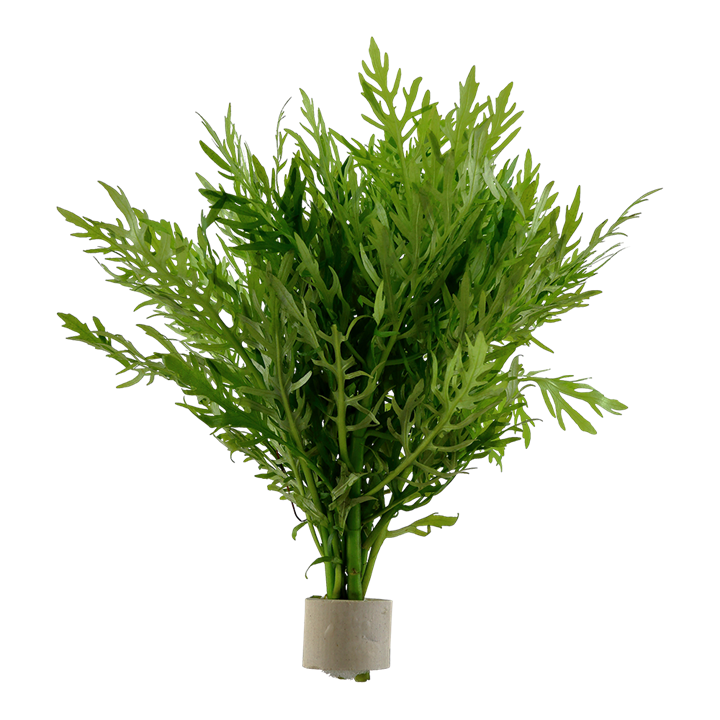 Hygrophila difformis - 5 Bund