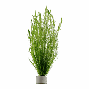 Mayaca fluviatilis - 5 Bund