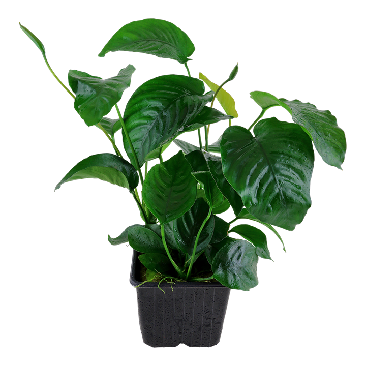 Anubias barteri var. caladiifolia XL-Topf - Mutter-Pflanze – Ansicht 2