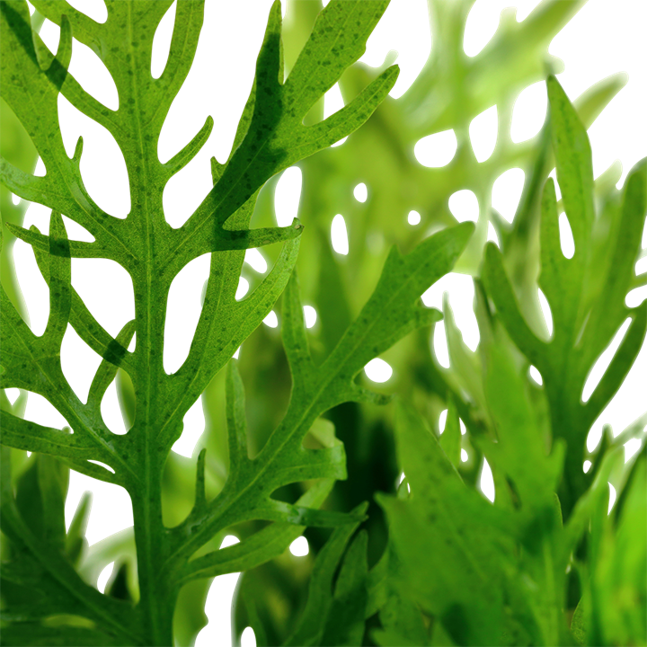 Hygrophila difformis - 5 Bund – Ansicht 2