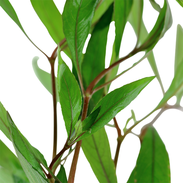 Hygrophila corymbosa - 5 Bund – Ansicht 2