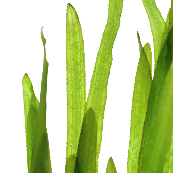 Vallisneria americana 'Natans' Bundpflanze – Ansicht 2
