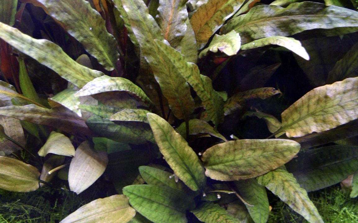 Cryptocoryne wendtii 'Tropica' - Mutter-Pflanze – Ansicht 2