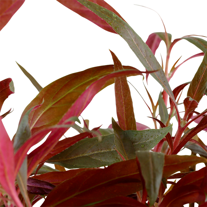 Alternanthera reineckii 'Pink' XL-Topf - Mutter-Pflanze – Ansicht 2