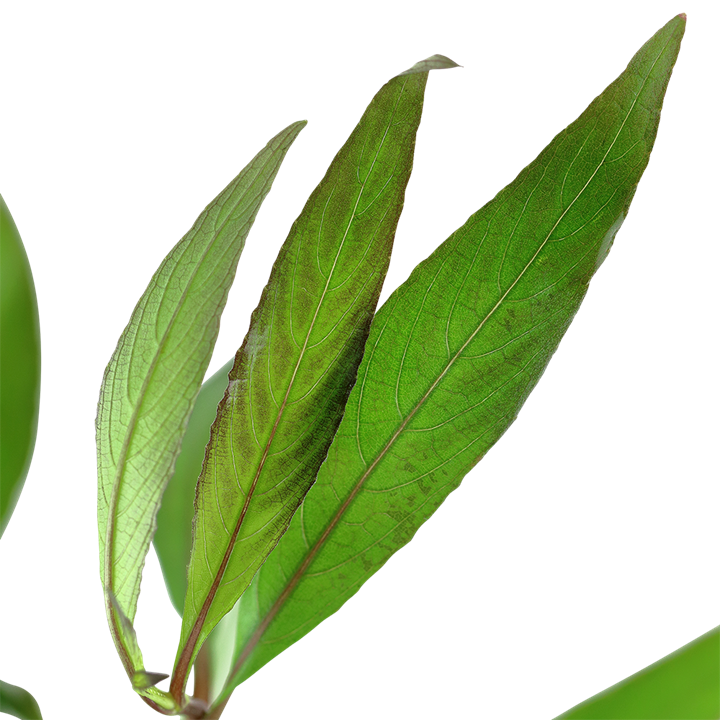 Hygrophila corymbosa - 5 Bund – Ansicht 3
