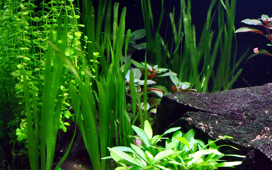 Vallisneria americana 'Natans' Bundpflanze – Ansicht 3