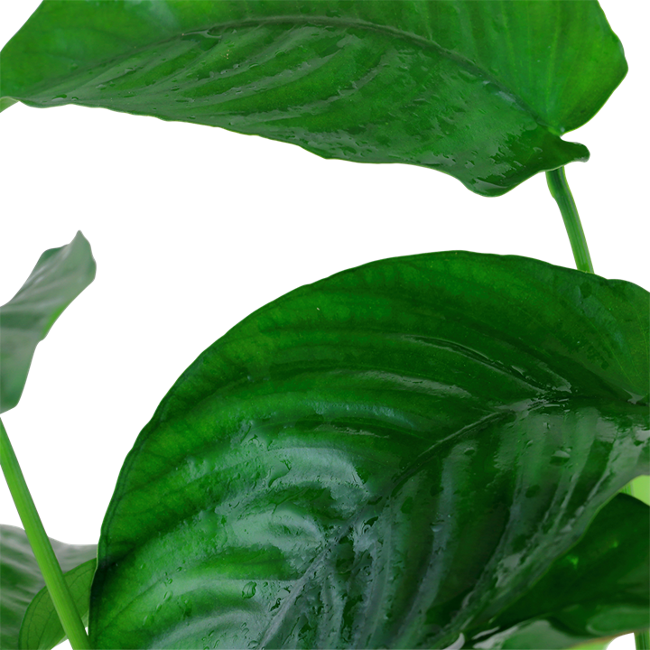 Anubias barteri var. caladiifolia XL-Topf - Mutter-Pflanze – Ansicht 3