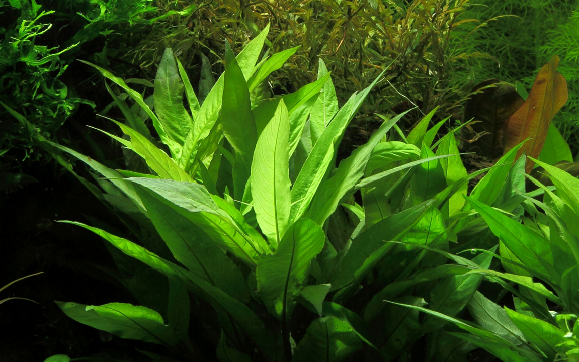 Hygrophila corymbosa - 5 Bund – Ansicht 4