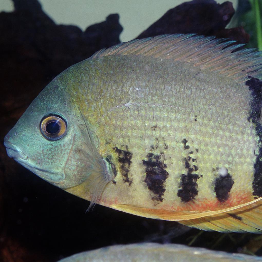 JBL PRONOVO CICHLID GRANO XL 1000ml – Ansicht 5