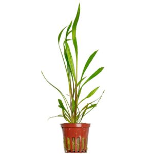 Cryptocoryne spiralis 'Red' (Art. 105)