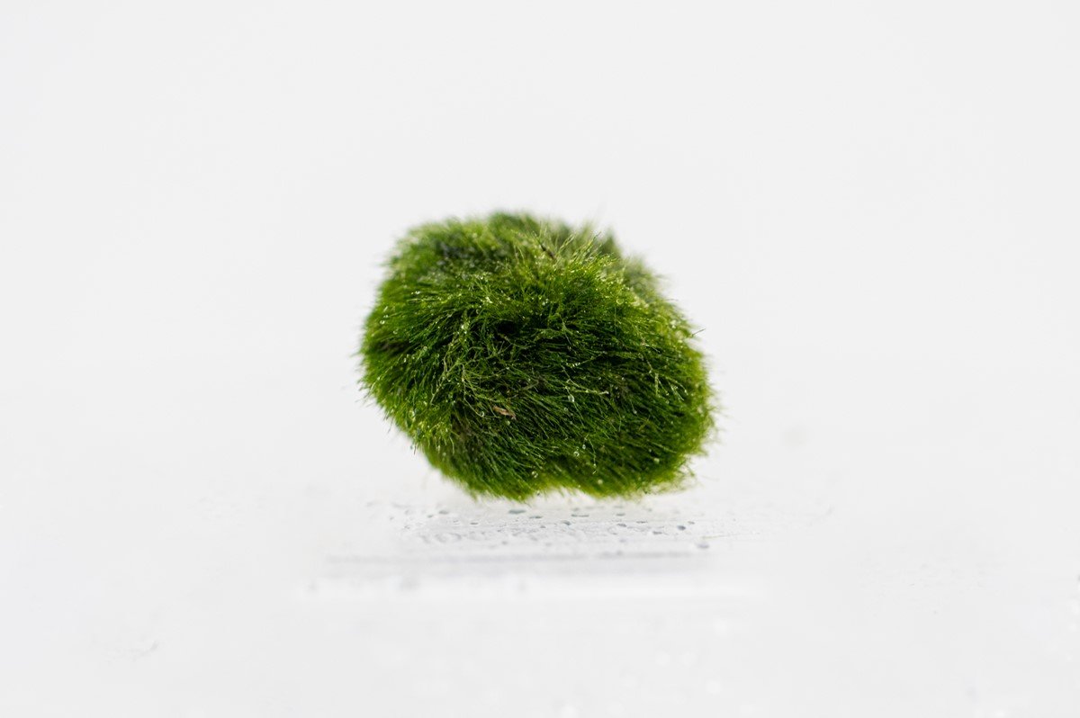 Aegagropila linnaei – Ansicht 2
