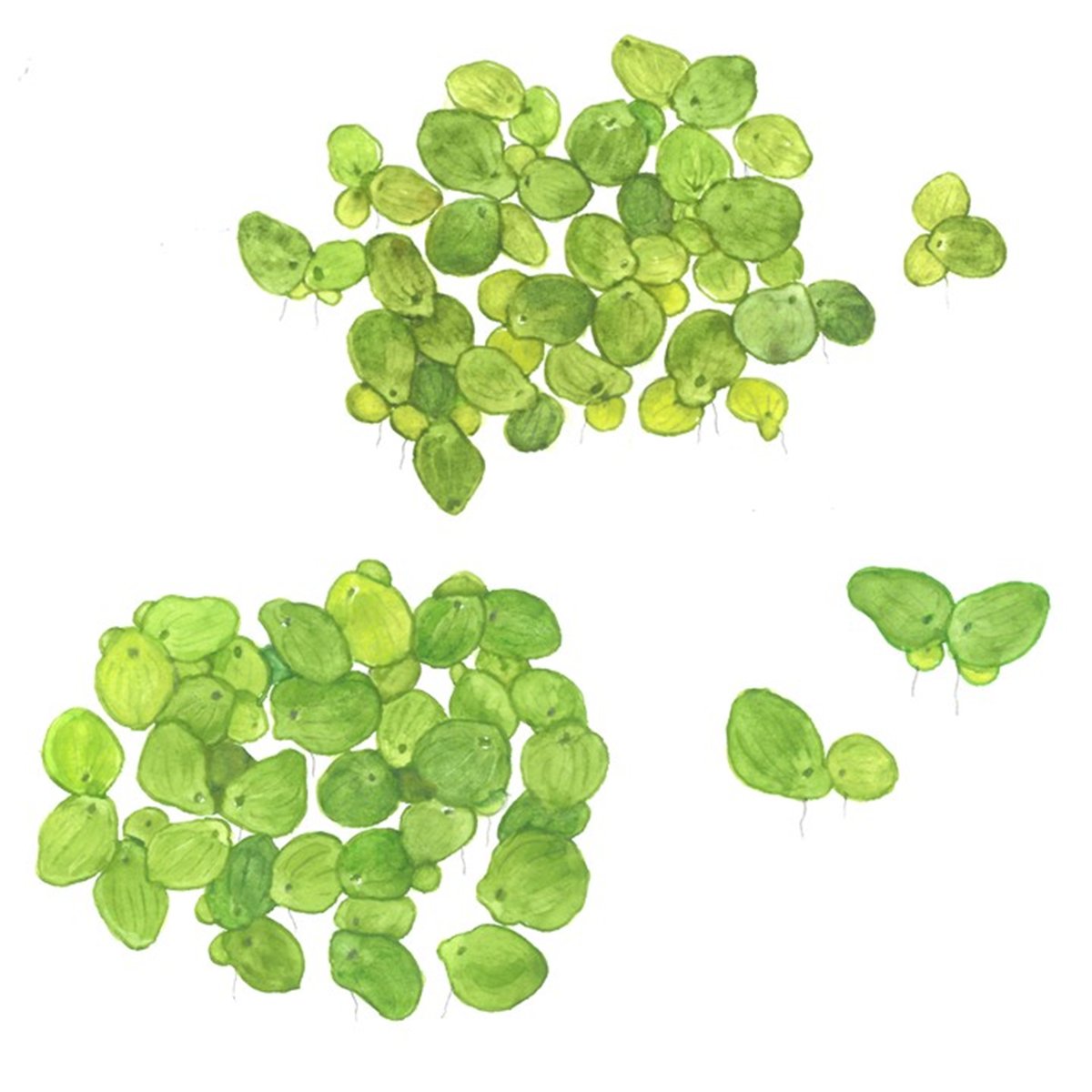 Spirodela polyrrhiza – InVitro 3er Pack – Ansicht 3
