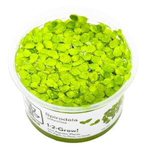 Spirodela polyrrhiza – InVitro 3er Pack