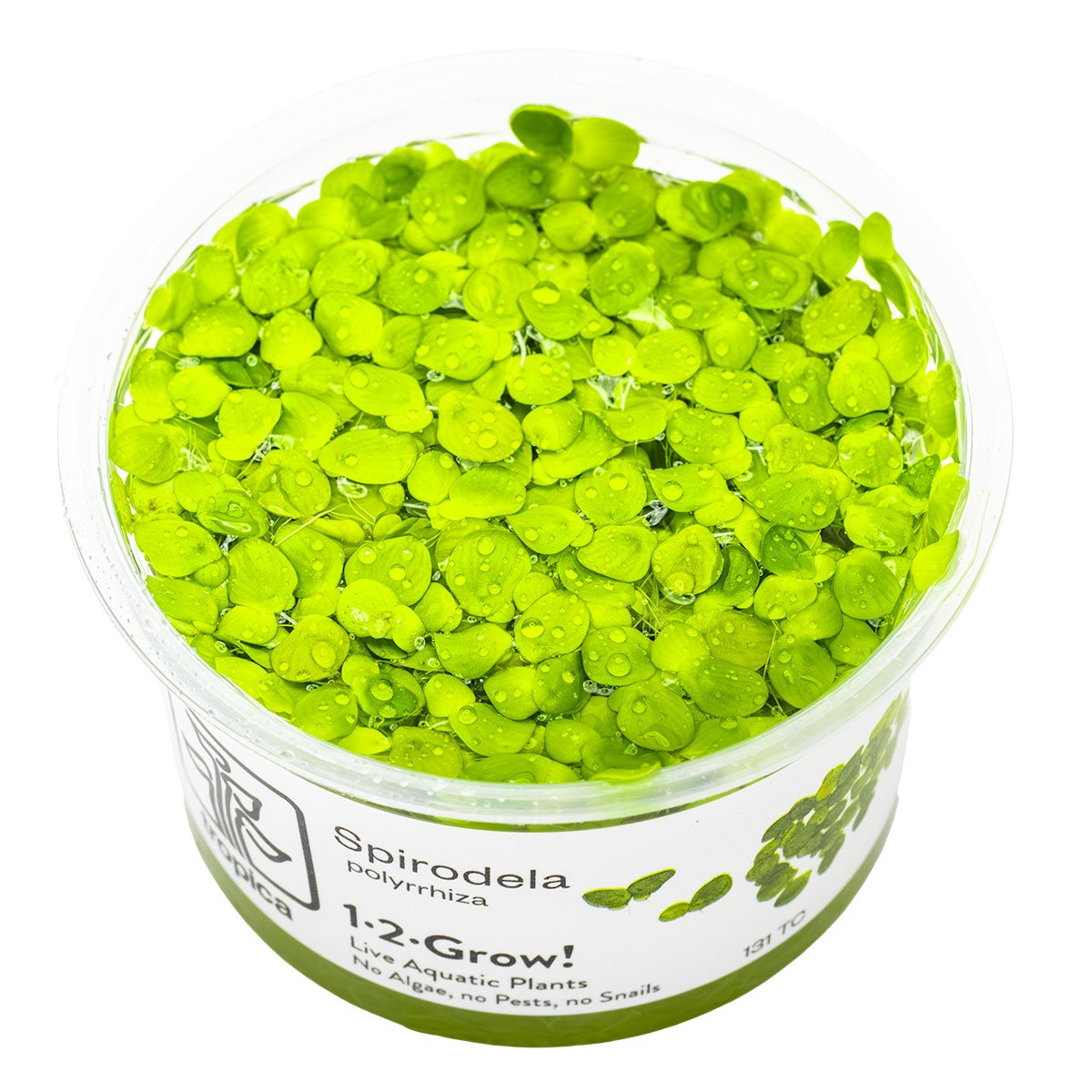 Spirodela polyrrhiza – InVitro 3er Pack