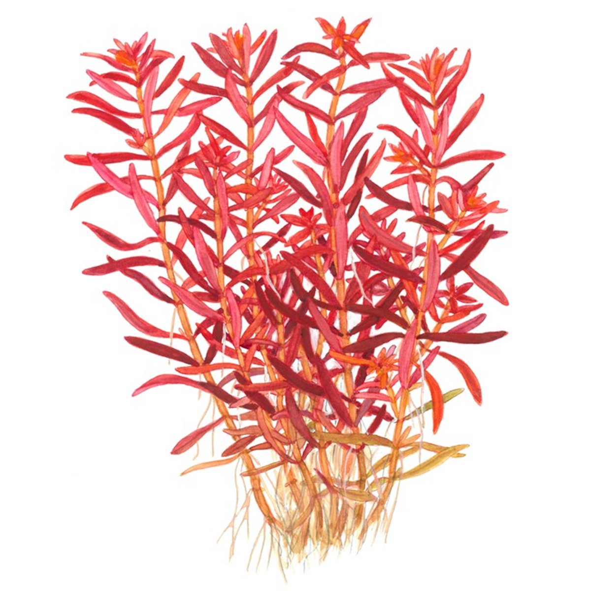 Rotala rotundifolia 'Blood Red' – InVitro 3er Pack – Ansicht 3