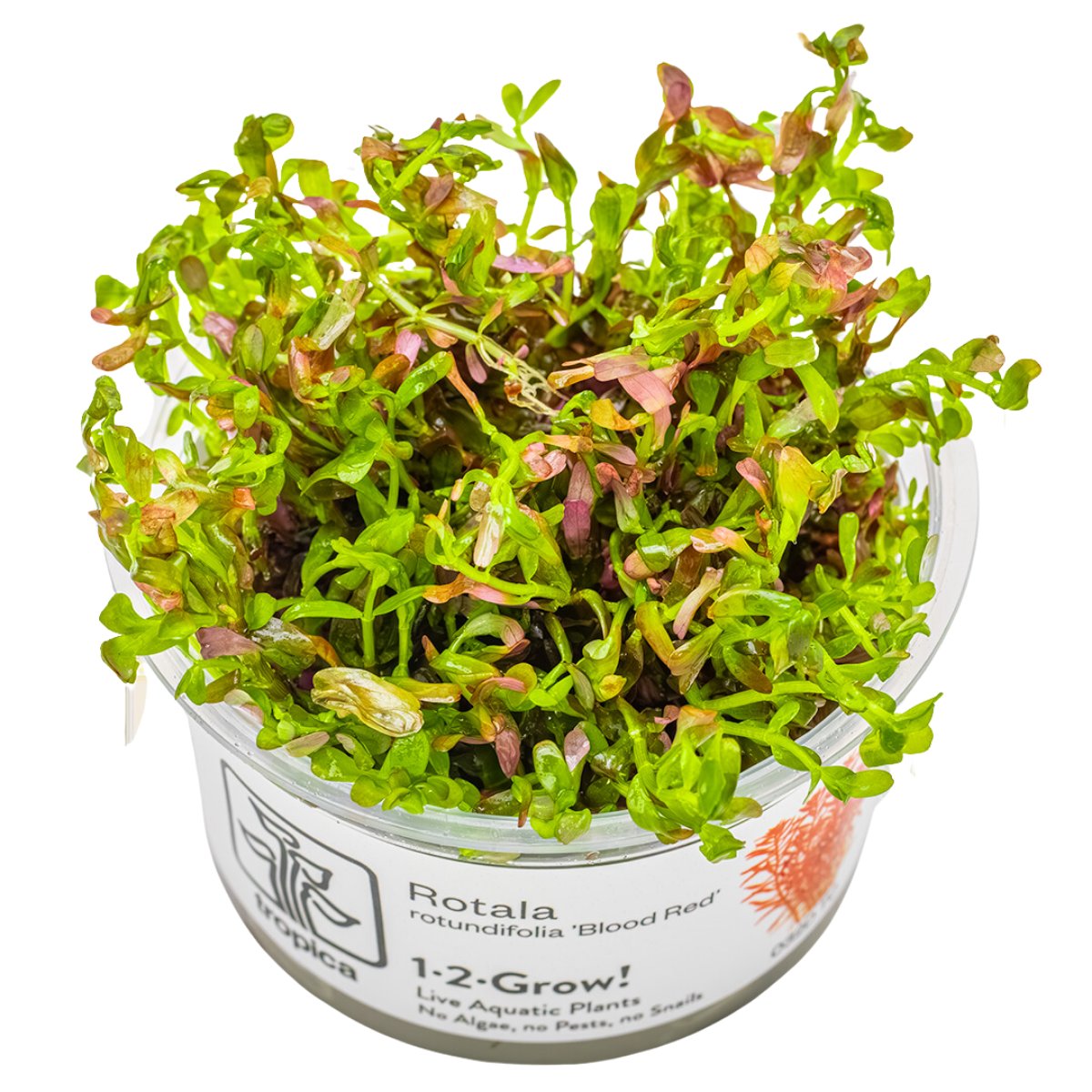 Rotala rotundifolia 'Blood Red' – InVitro 3er Pack