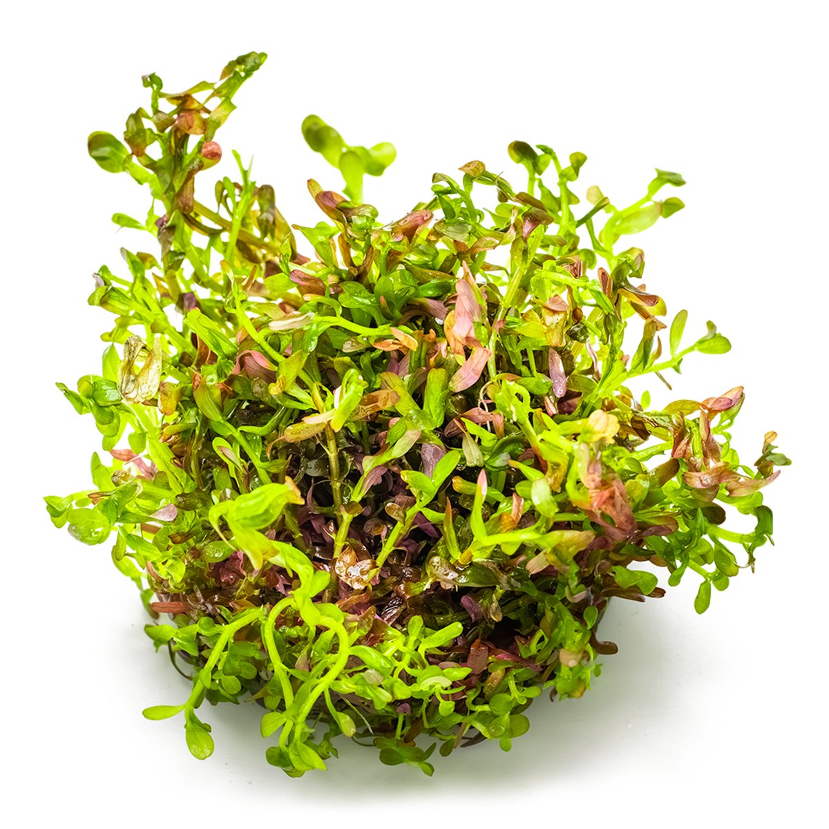 Rotala rotundifolia 'Blood Red' – InVitro 3er Pack – Ansicht 2