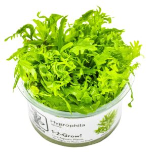 Hygrophila odora – InVitro 3er Pack
